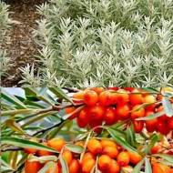 Комплект с двух облепих (мужская и женская)